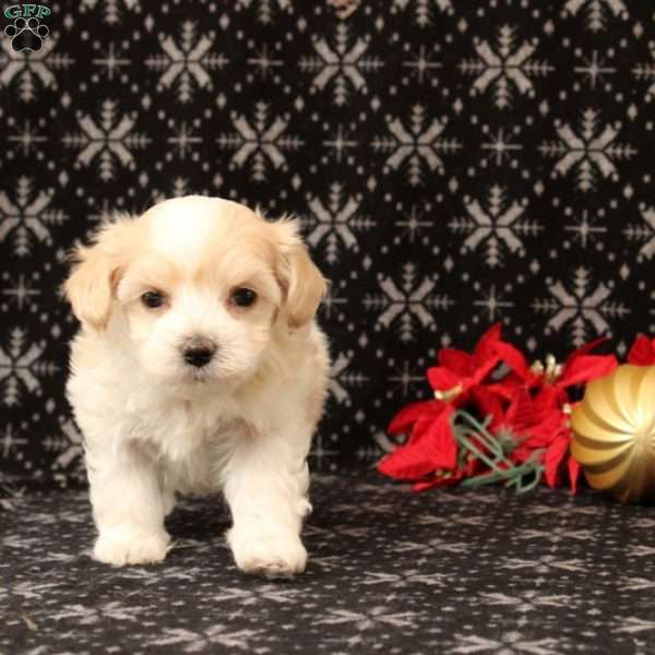 Raddix, Maltipoo Puppy
